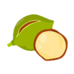 καρπούς Macadamia